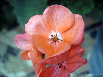 Pink Colored Pelargonia -Geranium- flower. <i>(Family: Geraniaceae, Species: Pelargonium)</i> <br>Photo Date: October 2005, Location: Turkey/Istanbul, By: Artislamic.com