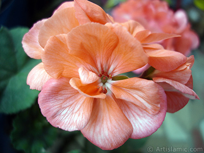 Pink Colored Pelargonia -Geranium- flower. <i>(Family: Geraniaceae, Species: Pelargonium)</i> <br>Photo Date: October 2005, Location: Turkey/Istanbul, By: Artislamic.com