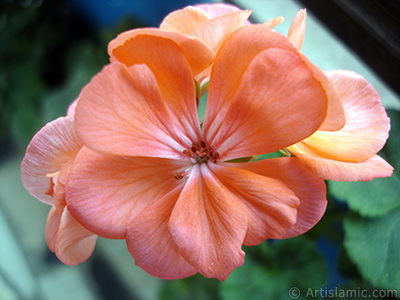 Pink Colored Pelargonia -Geranium- flower. <i>(Family: Geraniaceae, Species: Pelargonium)</i> <br>Photo Date: October 2005, Location: Turkey/Istanbul, By: Artislamic.com