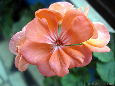 Pink Colored Pelargonia -Geranium- flower. <i>(Family: Geraniaceae, Species: Pelargonium)</i> <br>Photo Date: October 2005, Location: Turkey/Istanbul, By: Artislamic.com