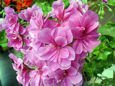 Pink Colored Pelargonia -Geranium- flower. <i>(Family: Geraniaceae, Species: Pelargonium)</i> <br>Photo Date: May 2006, Location: Turkey/Istanbul-Mother`s Flowers, By: Artislamic.com