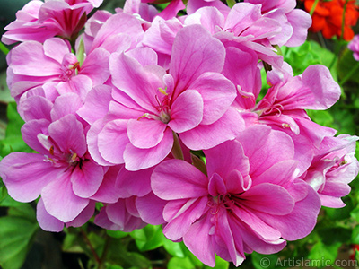 Pink Colored Pelargonia -Geranium- flower. <i>(Family: Geraniaceae, Species: Pelargonium)</i> <br>Photo Date: May 2006, Location: Turkey/Istanbul-Mother`s Flowers, By: Artislamic.com