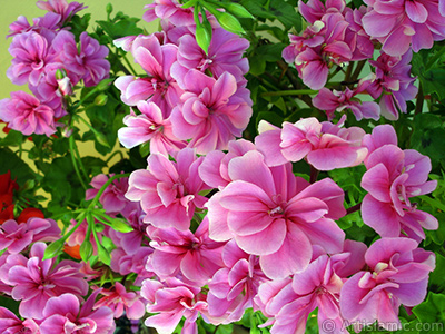 Pink Colored Pelargonia -Geranium- flower. <i>(Family: Geraniaceae, Species: Pelargonium)</i> <br>Photo Date: May 2006, Location: Turkey/Istanbul-Mother`s Flowers, By: Artislamic.com