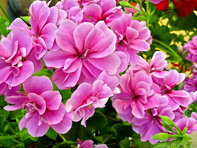 Pink Colored Pelargonia -Geranium- flower. <i>(Family: Geraniaceae, Species: Pelargonium)</i> <br>Photo Date: May 2006, Location: Turkey/Istanbul-Mother`s Flowers, By: Artislamic.com