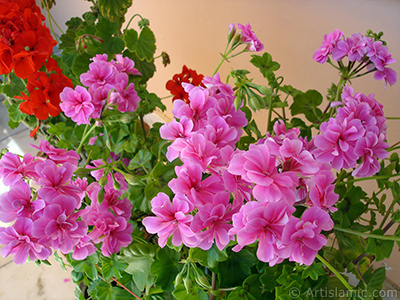 Pembe sardunya iei resmi. <i>(Ailesi: Geraniaceae, Tr: Pelargonium)</i> <br>ekim Tarihi: Mays 2006, Yer: stanbul-Annemin iekleri, Fotoraf: islamiSanat.net