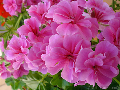 Pink Colored Pelargonia -Geranium- flower. <i>(Family: Geraniaceae, Species: Pelargonium)</i> <br>Photo Date: May 2006, Location: Turkey/Istanbul-Mother`s Flowers, By: Artislamic.com