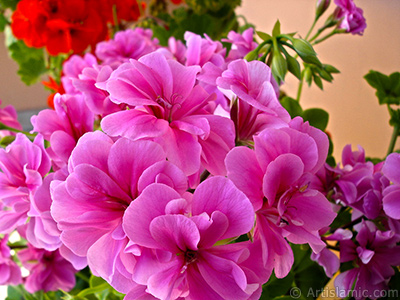 Pink Colored Pelargonia -Geranium- flower. <i>(Family: Geraniaceae, Species: Pelargonium)</i> <br>Photo Date: May 2006, Location: Turkey/Istanbul-Mother`s Flowers, By: Artislamic.com