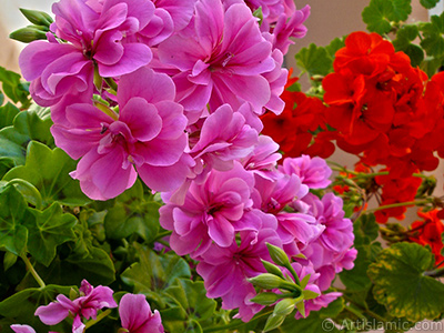 Pink Colored Pelargonia -Geranium- flower. <i>(Family: Geraniaceae, Species: Pelargonium)</i> <br>Photo Date: May 2006, Location: Turkey/Istanbul-Mother`s Flowers, By: Artislamic.com