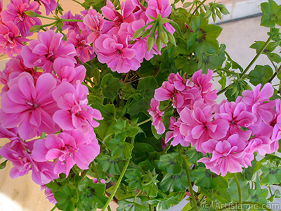 Pembe sardunya iei resmi. <i>(Ailesi: Geraniaceae, Tr: Pelargonium)</i> <br>ekim Tarihi: Mays 2006, Yer: stanbul-Annemin iekleri, Fotoraf: islamiSanat.net