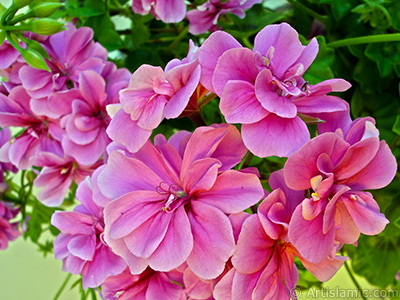 Pink Colored Pelargonia -Geranium- flower. <i>(Family: Geraniaceae, Species: Pelargonium)</i> <br>Photo Date: May 2006, Location: Turkey/Istanbul-Mother`s Flowers, By: Artislamic.com