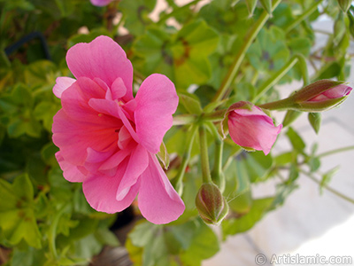 Pembe sardunya iei resmi. <i>(Ailesi: Geraniaceae, Tr: Pelargonium)</i> <br>ekim Tarihi: Mays 2006, Yer: stanbul-Annemin iekleri, Fotoraf: islamiSanat.net