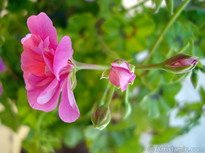 Pembe sardunya iei resmi. <i>(Ailesi: Geraniaceae, Tr: Pelargonium)</i> <br>ekim Tarihi: Mays 2006, Yer: stanbul-Annemin iekleri, Fotoraf: islamiSanat.net