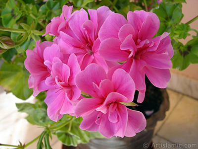 Pembe sardunya iei resmi. <i>(Ailesi: Geraniaceae, Tr: Pelargonium)</i> <br>ekim Tarihi: Mays 2006, Yer: stanbul-Annemin iekleri, Fotoraf: islamiSanat.net