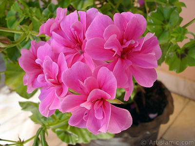 Pink Colored Pelargonia -Geranium- flower. <i>(Family: Geraniaceae, Species: Pelargonium)</i> <br>Photo Date: May 2006, Location: Turkey/Istanbul-Mother`s Flowers, By: Artislamic.com