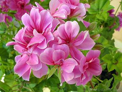 Pink Colored Pelargonia -Geranium- flower. <i>(Family: Geraniaceae, Species: Pelargonium)</i> <br>Photo Date: May 2006, Location: Turkey/Istanbul-Mother`s Flowers, By: Artislamic.com