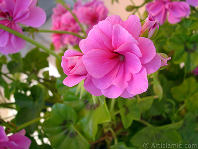 Pembe sardunya iei resmi. <i>(Ailesi: Geraniaceae, Tr: Pelargonium)</i> <br>ekim Tarihi: Mays 2006, Yer: stanbul-Annemin iekleri, Fotoraf: islamiSanat.net