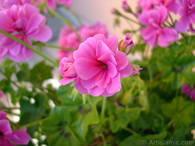 Pembe sardunya iei resmi. <i>(Ailesi: Geraniaceae, Tr: Pelargonium)</i> <br>ekim Tarihi: Mays 2006, Yer: stanbul-Annemin iekleri, Fotoraf: islamiSanat.net