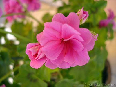 Pembe sardunya iei resmi. <i>(Ailesi: Geraniaceae, Tr: Pelargonium)</i> <br>ekim Tarihi: Mays 2006, Yer: stanbul-Annemin iekleri, Fotoraf: islamiSanat.net