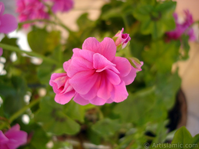 Pink Colored Pelargonia -Geranium- flower. <i>(Family: Geraniaceae, Species: Pelargonium)</i> <br>Photo Date: May 2006, Location: Turkey/Istanbul-Mother`s Flowers, By: Artislamic.com