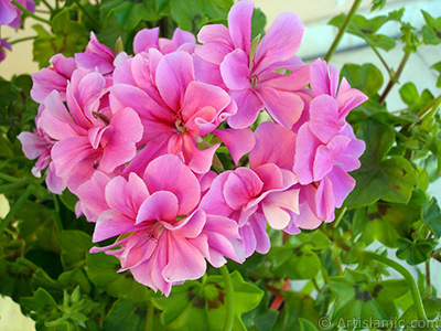 Pink Colored Pelargonia -Geranium- flower. <i>(Family: Geraniaceae, Species: Pelargonium)</i> <br>Photo Date: May 2006, Location: Turkey/Istanbul-Mother`s Flowers, By: Artislamic.com