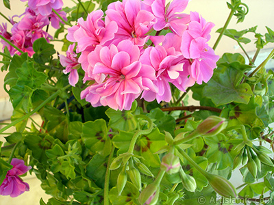 Pembe sardunya iei resmi. <i>(Ailesi: Geraniaceae, Tr: Pelargonium)</i> <br>ekim Tarihi: Mays 2006, Yer: stanbul-Annemin iekleri, Fotoraf: islamiSanat.net