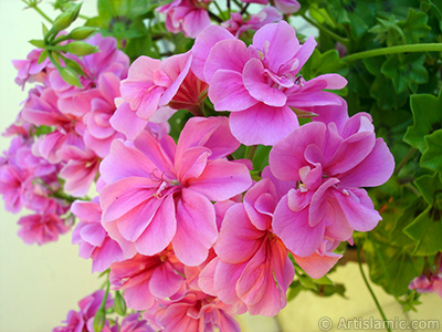 Pink Colored Pelargonia -Geranium- flower. <i>(Family: Geraniaceae, Species: Pelargonium)</i> <br>Photo Date: May 2006, Location: Turkey/Istanbul-Mother`s Flowers, By: Artislamic.com