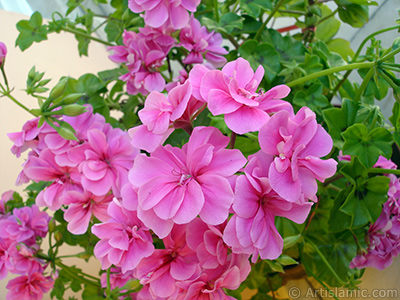 Pink Colored Pelargonia -Geranium- flower. <i>(Family: Geraniaceae, Species: Pelargonium)</i> <br>Photo Date: May 2006, Location: Turkey/Istanbul-Mother`s Flowers, By: Artislamic.com