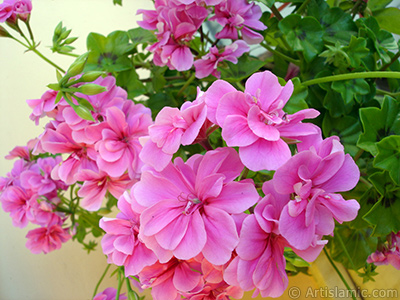 Pink Colored Pelargonia -Geranium- flower. <i>(Family: Geraniaceae, Species: Pelargonium)</i> <br>Photo Date: May 2006, Location: Turkey/Istanbul-Mother`s Flowers, By: Artislamic.com