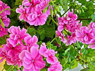 Pink Colored Pelargonia -Geranium- flower. <i>(Family: Geraniaceae, Species: Pelargonium)</i> <br>Photo Date: May 2006, Location: Turkey/Istanbul-Mother`s Flowers, By: Artislamic.com