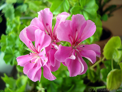 Pembe sardunya iei resmi. <i>(Ailesi: Geraniaceae, Tr: Pelargonium)</i> <br>ekim Tarihi: Eyll 2005, Yer: stanbul-Annemin iekleri, Fotoraf: islamiSanat.net