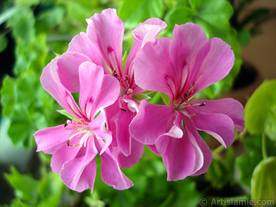 Pink Colored Pelargonia -Geranium- flower. <i>(Family: Geraniaceae, Species: Pelargonium)</i> <br>Photo Date: September 2005, Location: Turkey/Istanbul-Mother`s Flowers, By: Artislamic.com