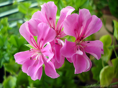 Pembe sardunya iei resmi. <i>(Ailesi: Geraniaceae, Tr: Pelargonium)</i> <br>ekim Tarihi: Eyll 2005, Yer: stanbul-Annemin iekleri, Fotoraf: islamiSanat.net