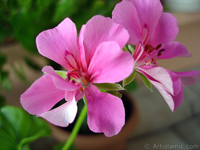 Pink Colored Pelargonia -Geranium- flower. <i>(Family: Geraniaceae, Species: Pelargonium)</i> <br>Photo Date: September 2005, Location: Turkey/Istanbul-Mother`s Flowers, By: Artislamic.com