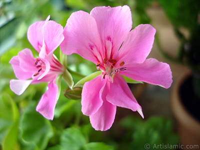 Pembe sardunya iei resmi. <i>(Ailesi: Geraniaceae, Tr: Pelargonium)</i> <br>ekim Tarihi: Eyll 2005, Yer: stanbul-Annemin iekleri, Fotoraf: islamiSanat.net