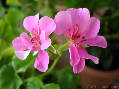 Pembe sardunya iei resmi. <i>(Ailesi: Geraniaceae, Tr: Pelargonium)</i> <br>ekim Tarihi: Eyll 2005, Yer: stanbul-Annemin iekleri, Fotoraf: islamiSanat.net