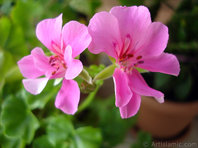 Pembe sardunya iei resmi. <i>(Ailesi: Geraniaceae, Tr: Pelargonium)</i> <br>ekim Tarihi: Eyll 2005, Yer: stanbul-Annemin iekleri, Fotoraf: islamiSanat.net