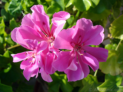 Pembe sardunya iei resmi. <i>(Ailesi: Geraniaceae, Tr: Pelargonium)</i> <br>ekim Tarihi: Eyll 2005, Yer: stanbul-Annemin iekleri, Fotoraf: islamiSanat.net