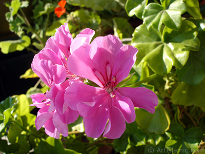 Pink Colored Pelargonia -Geranium- flower. <i>(Family: Geraniaceae, Species: Pelargonium)</i> <br>Photo Date: September 2005, Location: Turkey/Istanbul-Mother`s Flowers, By: Artislamic.com