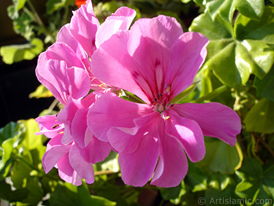 Pembe sardunya iei resmi. <i>(Ailesi: Geraniaceae, Tr: Pelargonium)</i> <br>ekim Tarihi: Eyll 2005, Yer: stanbul-Annemin iekleri, Fotoraf: islamiSanat.net