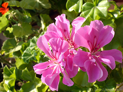 Pembe sardunya iei resmi. <i>(Ailesi: Geraniaceae, Tr: Pelargonium)</i> <br>ekim Tarihi: Eyll 2005, Yer: stanbul-Annemin iekleri, Fotoraf: islamiSanat.net