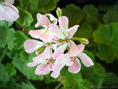 Pink Colored Pelargonia -Geranium- flower. <i>(Family: Geraniaceae, Species: Pelargonium)</i> <br>Photo Date: September 2005, Location: Turkey/Istanbul-Mother`s Flowers, By: Artislamic.com