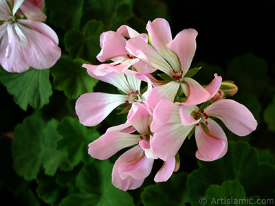 Pink Colored Pelargonia -Geranium- flower. <i>(Family: Geraniaceae, Species: Pelargonium)</i> <br>Photo Date: September 2005, Location: Turkey/Istanbul-Mother`s Flowers, By: Artislamic.com