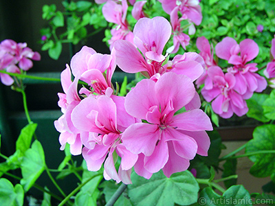 Pink Colored Pelargonia -Geranium- flower. <i>(Family: Geraniaceae, Species: Pelargonium)</i> <br>Photo Date: June 2005, Location: Turkey/Istanbul-Mother`s Flowers, By: Artislamic.com