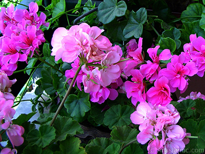 Pink Colored Pelargonia -Geranium- flower. <i>(Family: Geraniaceae, Species: Pelargonium)</i> <br>Photo Date: June 2005, Location: Turkey/Istanbul-Mother`s Flowers, By: Artislamic.com