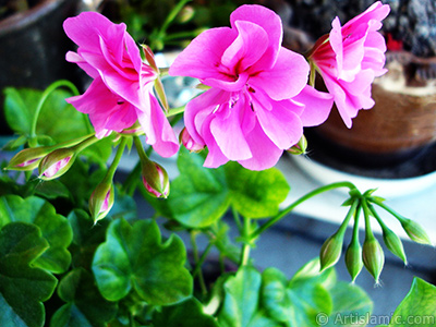 Pink Colored Pelargonia -Geranium- flower. <i>(Family: Geraniaceae, Species: Pelargonium)</i> <br>Photo Date: June 2005, Location: Turkey/Istanbul-Mother`s Flowers, By: Artislamic.com