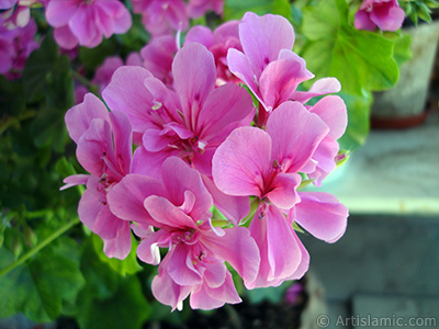 Pink Colored Pelargonia -Geranium- flower. <i>(Family: Geraniaceae, Species: Pelargonium)</i> <br>Photo Date: June 2005, Location: Turkey/Istanbul-Mother`s Flowers, By: Artislamic.com