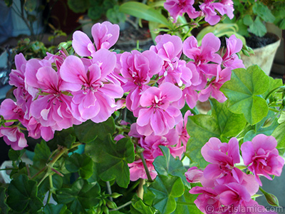 Pembe sardunya iei resmi. <i>(Ailesi: Geraniaceae, Tr: Pelargonium)</i> <br>ekim Tarihi: Haziran 2005, Yer: stanbul-Annemin iekleri, Fotoraf: islamiSanat.net