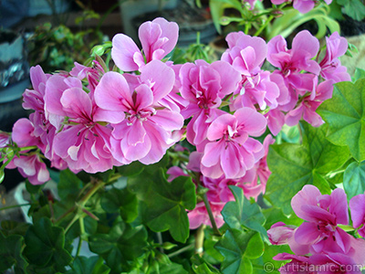 Pink Colored Pelargonia -Geranium- flower. <i>(Family: Geraniaceae, Species: Pelargonium)</i> <br>Photo Date: June 2005, Location: Turkey/Istanbul-Mother`s Flowers, By: Artislamic.com