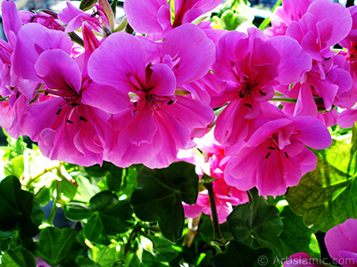 Pink Colored Pelargonia -Geranium- flower. <i>(Family: Geraniaceae, Species: Pelargonium)</i> <br>Photo Date: June 2005, Location: Turkey/Istanbul-Mother`s Flowers, By: Artislamic.com