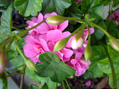 Pink Colored Pelargonia -Geranium- flower. <i>(Family: Geraniaceae, Species: Pelargonium)</i> <br>Photo Date: June 2005, Location: Turkey/Istanbul-Mother`s Flowers, By: Artislamic.com